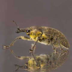 Larinus latus (Onopordum seed weevil) at Jerrabomberra, NSW - 2 Feb 2024 by MarkT