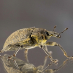 Larinus latus at QPRC LGA - suppressed
