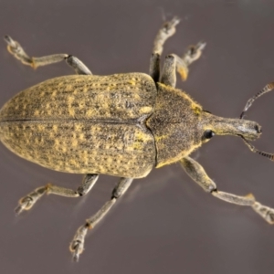Larinus latus at QPRC LGA - suppressed