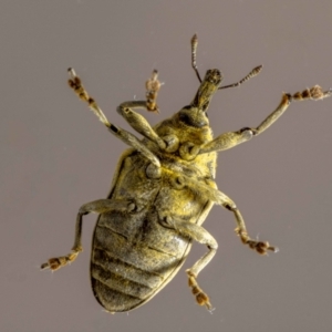 Larinus latus at QPRC LGA - suppressed