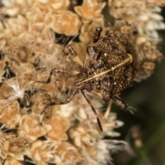 Oncocoris geniculatus (A shield bug) at Taylor, ACT - 1 Feb 2024 by kasiaaus