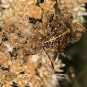 Oncocoris geniculatus at Taylor, ACT - 1 Feb 2024