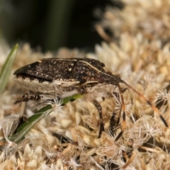 Oncocoris geniculatus at Taylor Offset (TLR) - 1 Feb 2024