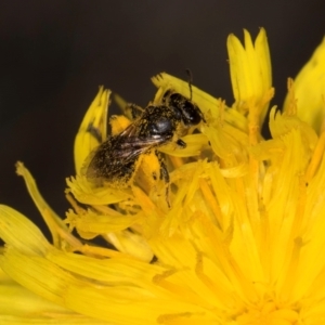 Lasioglossum (Chilalictus) sp. (genus & subgenus) at Taylor, ACT - 1 Feb 2024 11:23 AM