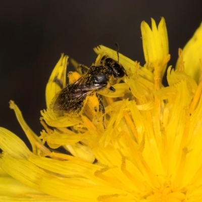 Lasioglossum (Chilalictus) sp. (genus & subgenus) (Halictid bee) at Taylor, ACT - 1 Feb 2024 by kasiaaus