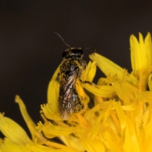 Lasioglossum (Chilalictus) sp. (genus & subgenus) at Taylor, ACT - 1 Feb 2024 11:23 AM