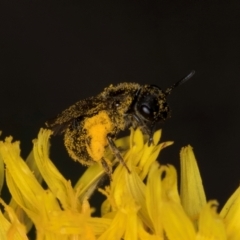 Lasioglossum (Chilalictus) sp. (genus & subgenus) at Taylor, ACT - 1 Feb 2024 11:23 AM