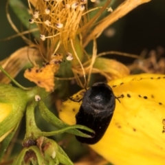 Mordella sp. (genus) (Pintail or tumbling flower beetle) at Taylor Offset (TLR) - 1 Feb 2024 by kasiaaus