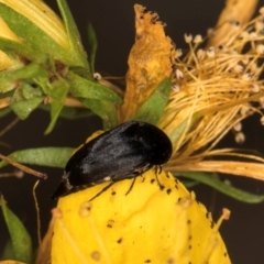 Mordella sp. (genus) at Taylor, ACT - 1 Feb 2024