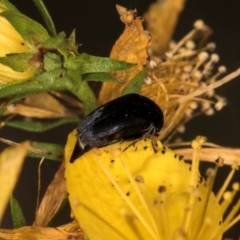 Mordella sp. (genus) at Taylor, ACT - 1 Feb 2024 11:25 AM