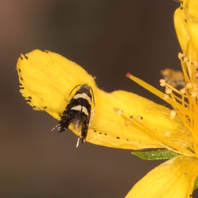 Glyphipterix chrysoplanetis (A Sedge Moth) at Taylor, ACT - 1 Feb 2024 by kasiaaus