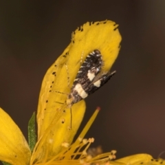 Glyphipterix chrysoplanetis at Taylor, ACT - 1 Feb 2024 11:26 AM