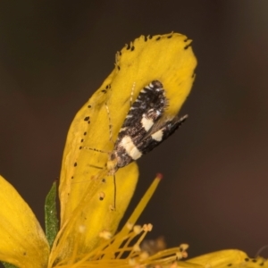 Glyphipterix chrysoplanetis at Taylor, ACT - 1 Feb 2024