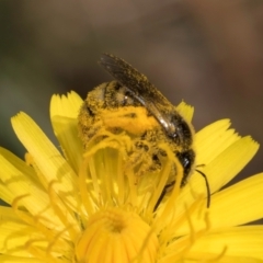 Lasioglossum (Chilalictus) sp. (genus & subgenus) (Halictid bee) at Taylor, ACT - 1 Feb 2024 by kasiaaus