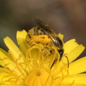 Lasioglossum (Chilalictus) sp. (genus & subgenus) at Taylor, ACT - 1 Feb 2024 11:31 AM