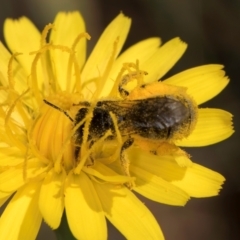 Lasioglossum (Chilalictus) sp. (genus & subgenus) at Taylor Offset (TLR) - 1 Feb 2024