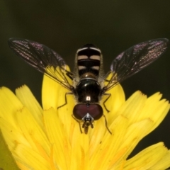 Melangyna collatus (Hover fly) at Taylor Offset (TLR) - 1 Feb 2024 by kasiaaus