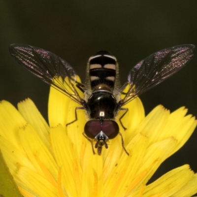 Melangyna collatus (Hover fly) at Taylor, ACT - 1 Feb 2024 by kasiaaus