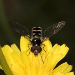 Melangyna collatus at Taylor, ACT - 1 Feb 2024