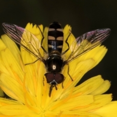 Melangyna collatus at Taylor, ACT - 1 Feb 2024