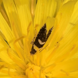 Glyphipterix chrysoplanetis at Taylor, ACT - 1 Feb 2024 11:34 AM