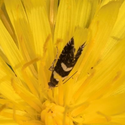 Glyphipterix chrysoplanetis (A Sedge Moth) at Taylor Offset (TLR) - 1 Feb 2024 by kasiaaus