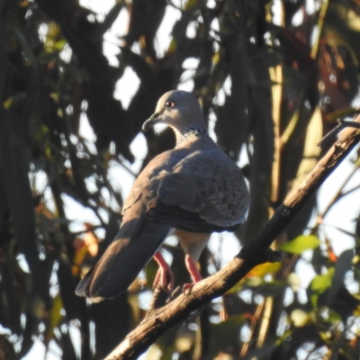 Spilopelia chinensis (Spotted Dove) at Lions Youth Haven - Westwood Farm - 3 Feb 2024 by HelenCross
