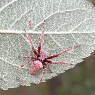 Hortophora sp. (genus) (Garden orb weaver) at QPRC LGA - 3 Feb 2024 by stellabellaxx