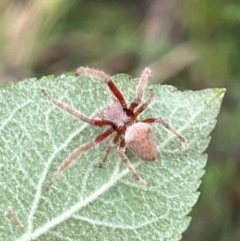 Hortophora sp. (genus) at QPRC LGA - 3 Feb 2024