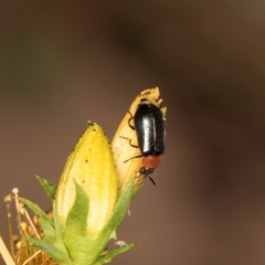 Adoxia benallae (Leaf beetle) at Taylor, ACT - 1 Feb 2024 by kasiaaus