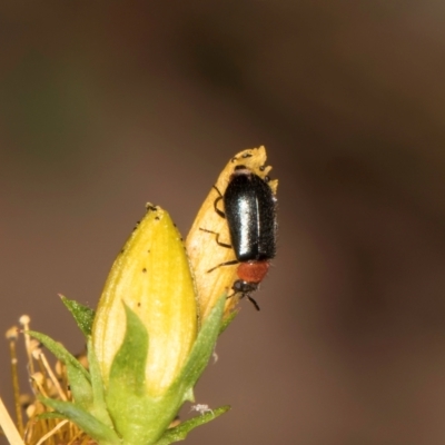 Adoxia benallae (Leaf beetle) at Taylor, ACT - 1 Feb 2024 by kasiaaus