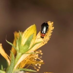 Adoxia benallae at Taylor, ACT - 1 Feb 2024 11:39 AM