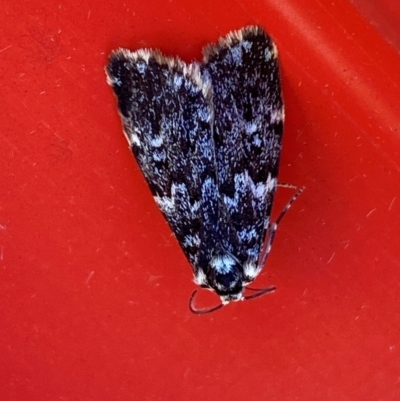 Halone coryphoea (Eastern Halone moth) at Hume, ACT - 3 Feb 2024 by SteveBorkowskis