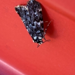 Halone coryphoea at Hume, ACT - 3 Feb 2024