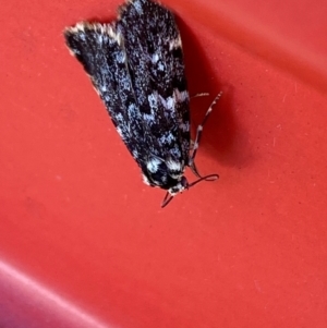 Halone coryphoea at Hume, ACT - 3 Feb 2024