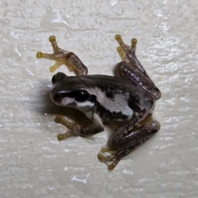 Litoria quiritatus (Screaming Tree Frog) at Braidwood, NSW - 3 Feb 2024 by MatthewFrawley