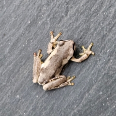 Litoria quiritatus at QPRC LGA - 3 Feb 2024 08:07 PM