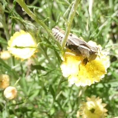 Phaulacridium vittatum (Wingless Grasshopper) at Belconnen, ACT - 3 Feb 2024 by JohnGiacon