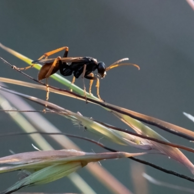 Pompilidae (family) (Unidentified Spider wasp) at Higgins Woodland - 2 Feb 2024 by Untidy