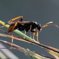 Pompilidae (family) at Higgins Woodland - 2 Feb 2024 06:47 PM