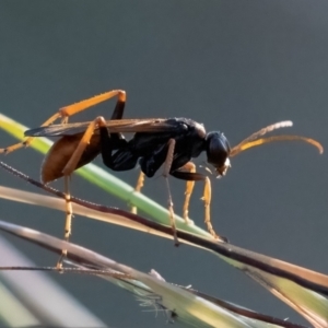 Pompilidae (family) at Higgins Woodland - 2 Feb 2024 06:47 PM