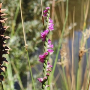 Spiranthes australis at Tidbinbilla Nature Reserve - suppressed