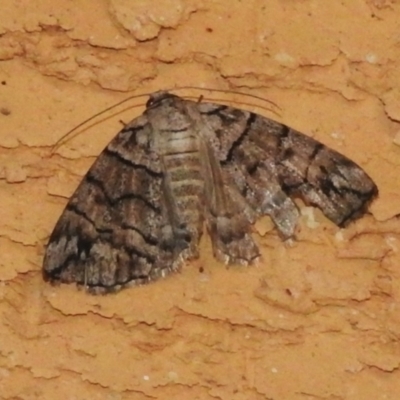 Dysbatus (genus) (A Line Geometrid.) at Wanniassa, ACT - 2 Feb 2024 by JohnBundock