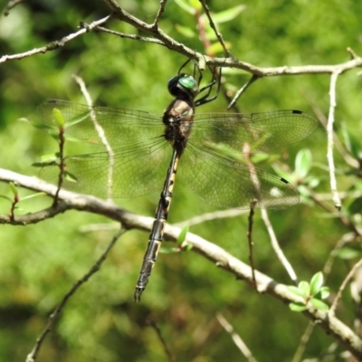 Hemicordulia australiae (Australian Emerald) at Wingecarribee Local Government Area - 2 Feb 2024 by GlossyGal