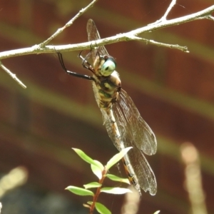 Hemicordulia australiae at Wingecarribee Local Government Area - 2 Feb 2024