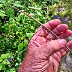 Unidentified Stick insect (Phasmatodea) at Winston Hills, NSW - 3 Feb 2024 by poppyde