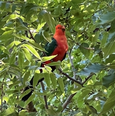 Alisterus scapularis (Australian King-Parrot) at Yerrabi Pond - 29 Jan 2024 by Timberpaddock