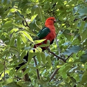 Alisterus scapularis at Yerrabi Pond - 29 Jan 2024