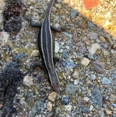 Pseudemoia spenceri (Spencer's Skink) at Rendezvous Creek, ACT - 3 Feb 2024 by dgb900