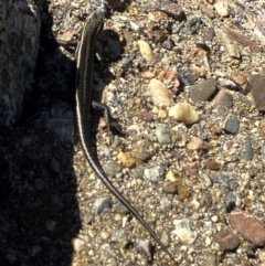 Pseudemoia spenceri at Namadgi National Park - 3 Feb 2024